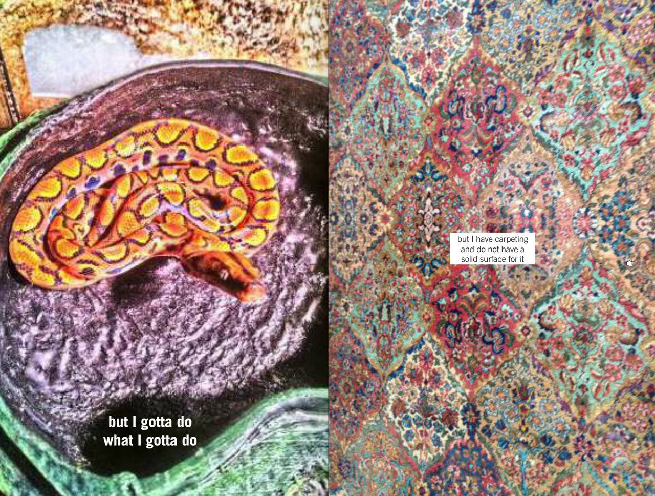 A spread from the book, showing a pet snake with the phrase: but I gotta do what I gotta do; and an ornamental rug with the phrase: but I have carpeting and do not have a solid surface for it
